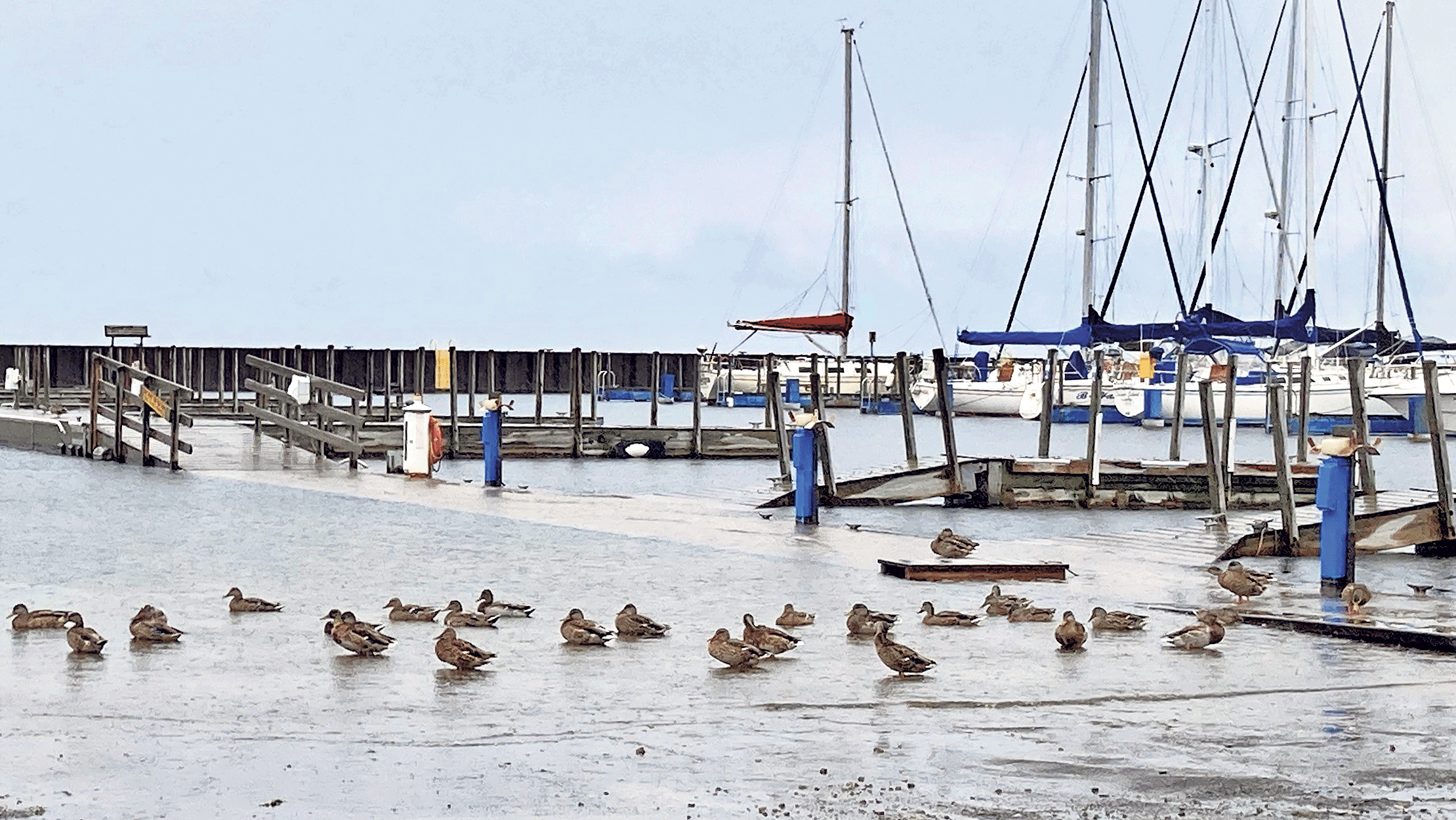 Weather for ducks